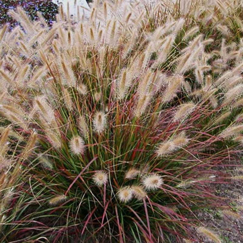 Grasses