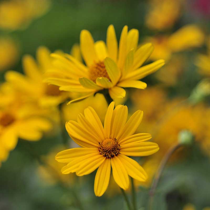 false sunflower - heliopsis