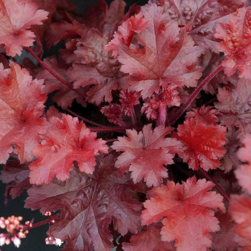 Coral Bells - Heuchera