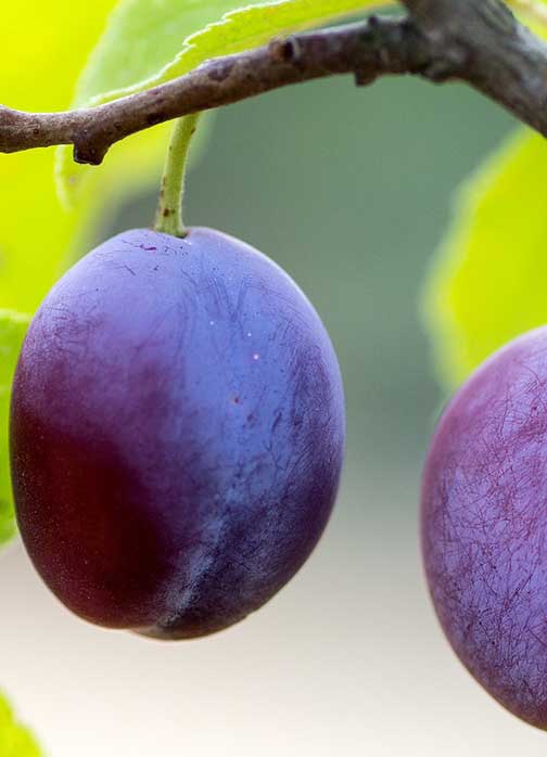 Italian plum tree