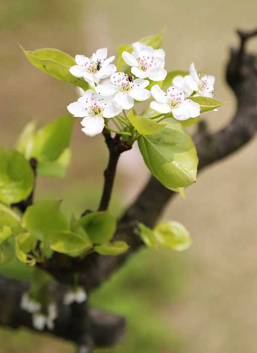 Dwarf Japanese plum tree