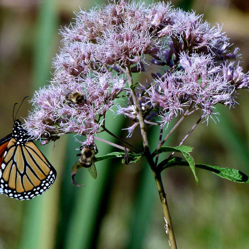 Joe Pye weed