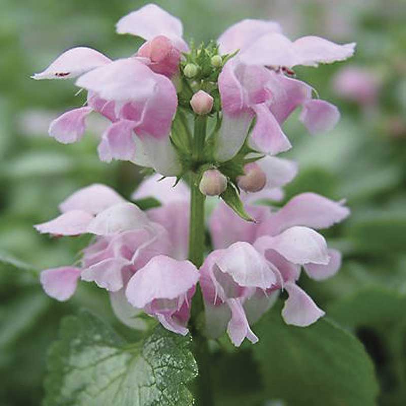 lamium maculatum - spotted dead nettle