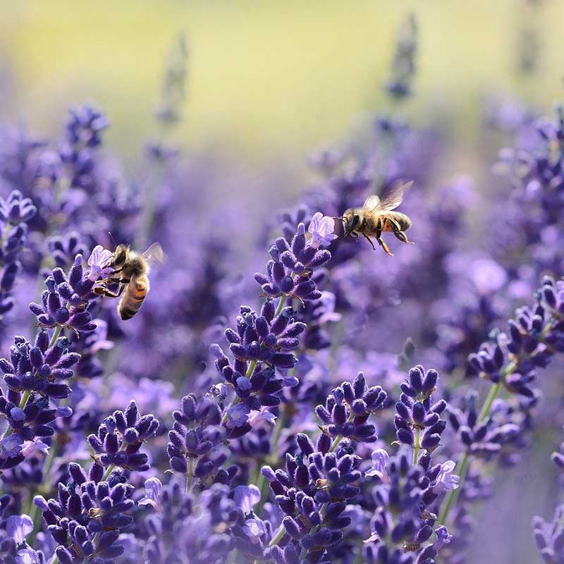 English lavender - lavandula angustifolia