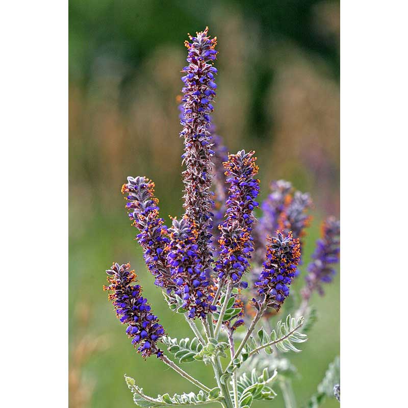 Agastache - Hyssop - Hummingbird Mint