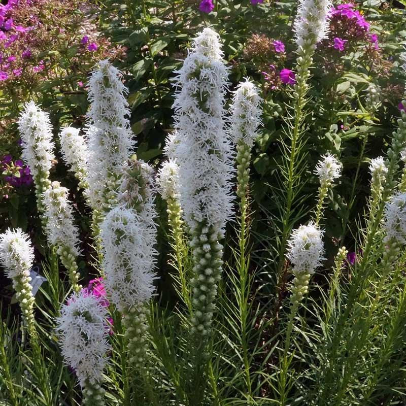 liatris - blazing star