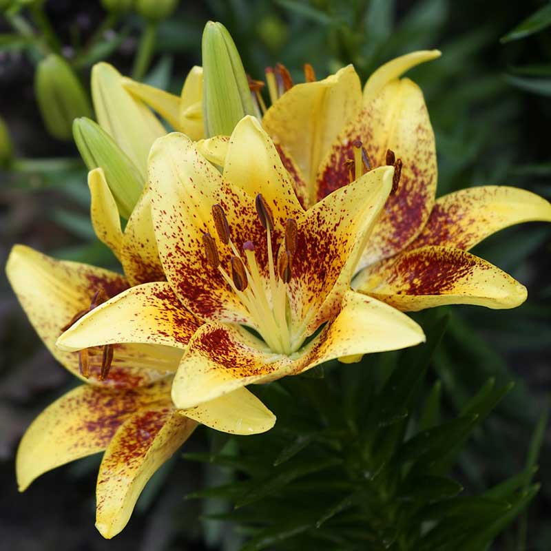 Asiatic lily - lilium