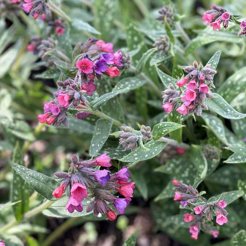 Lungwort - pulminaria