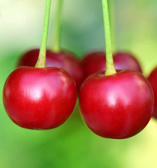 montmorency tart cherry