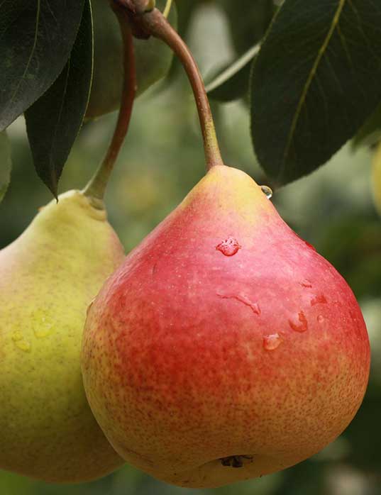 Moonglow pear tree