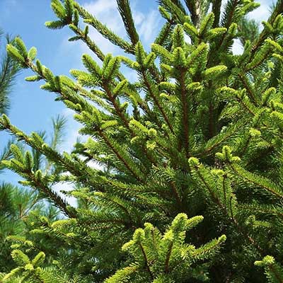 Norway spruce