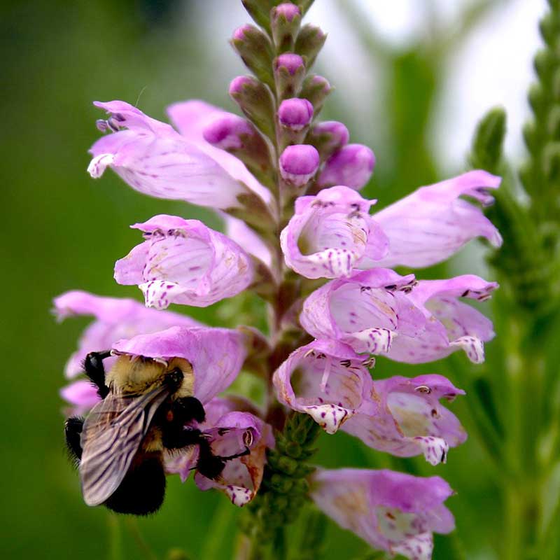 Obedient plant - false dragonhead