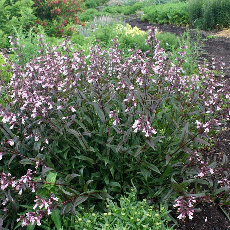 Penstemon - beardtongue