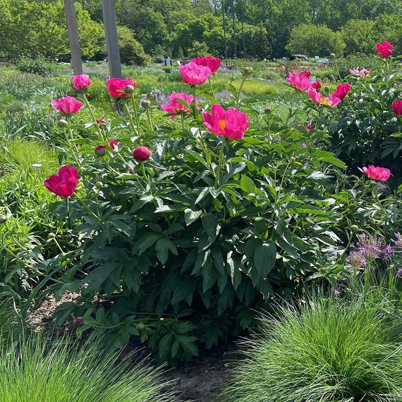 peonies - peony