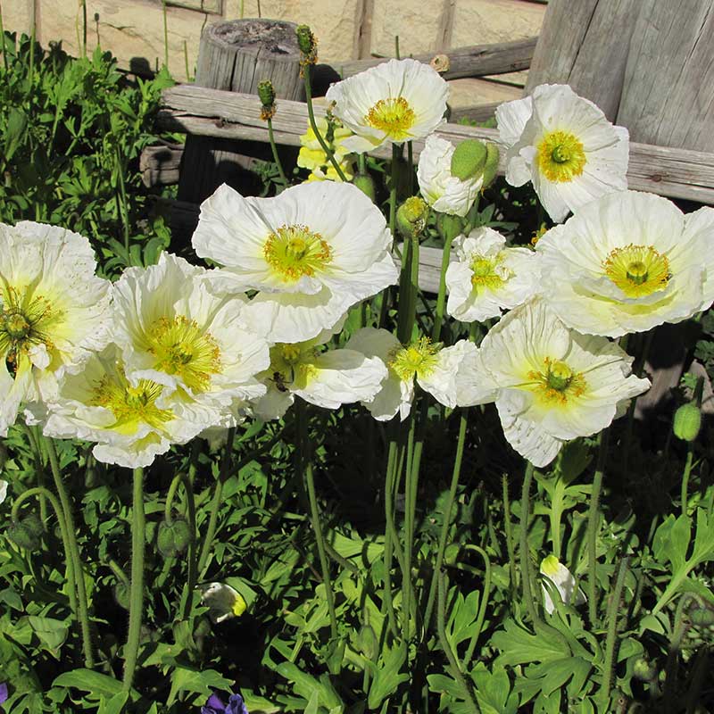 Iceland poppy