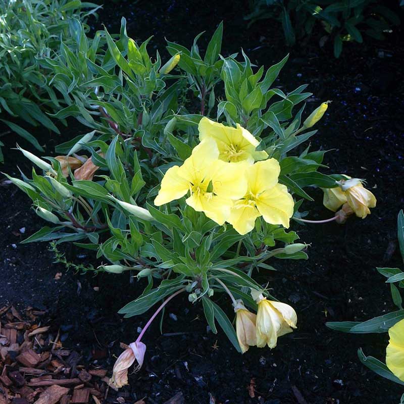 Evening primrose