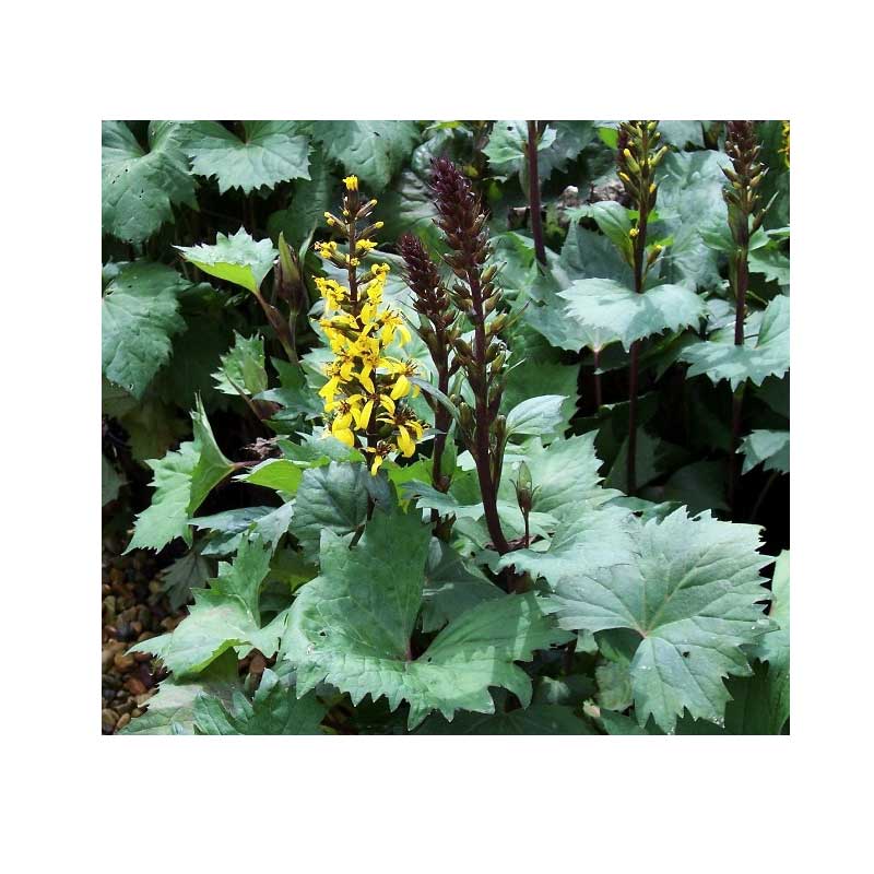 ragwort - ligularia