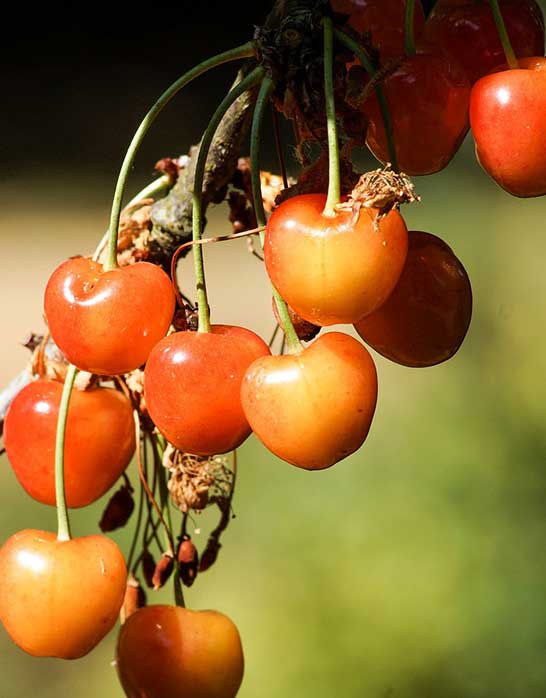 Rainier yellow cherry tree