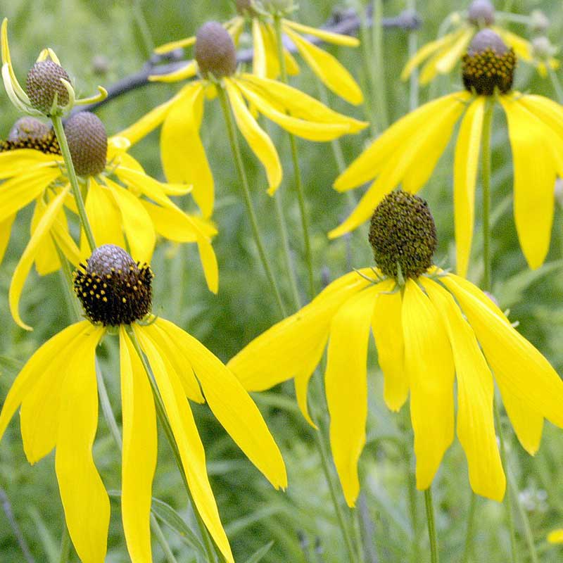 Yellow coneflower