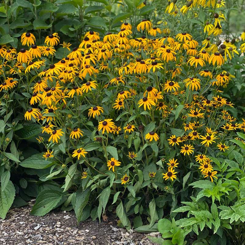 Black eyed Susan - Rudbeckia