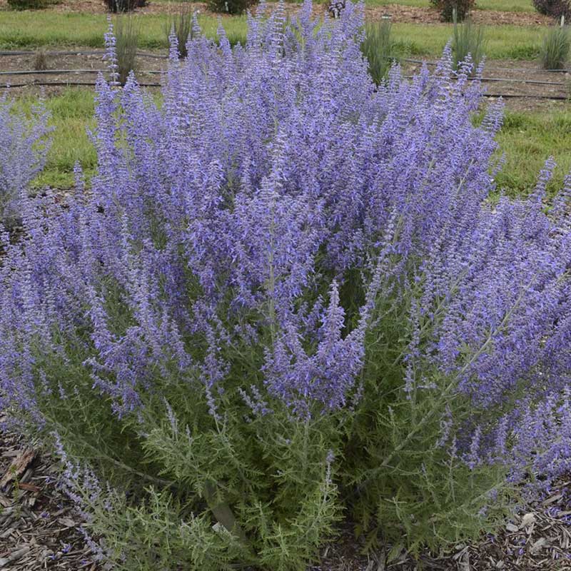 Russian sage - Perovskia