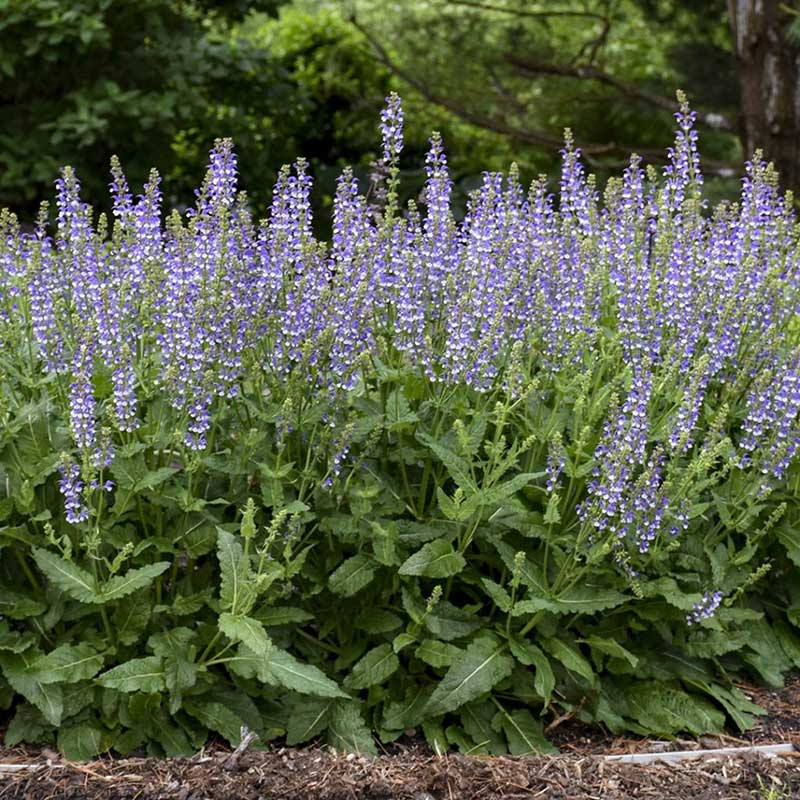 Salvia perennials