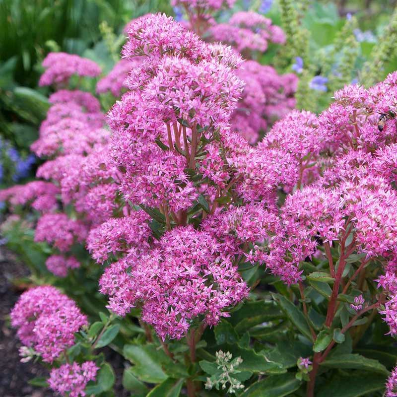 Sedum - stonecrop