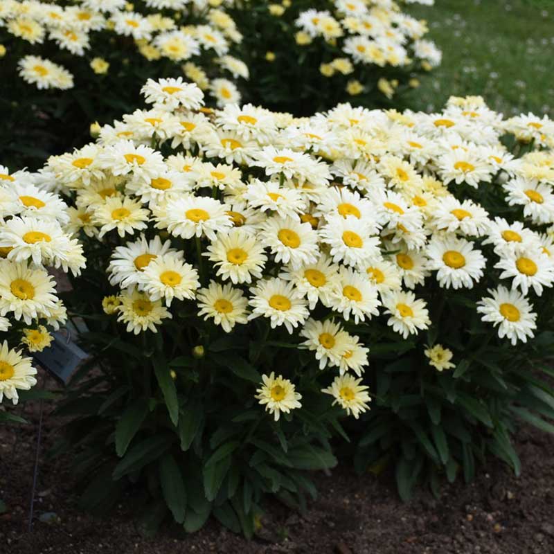 Shasta daisy