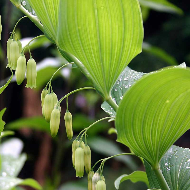 Solomon's seal