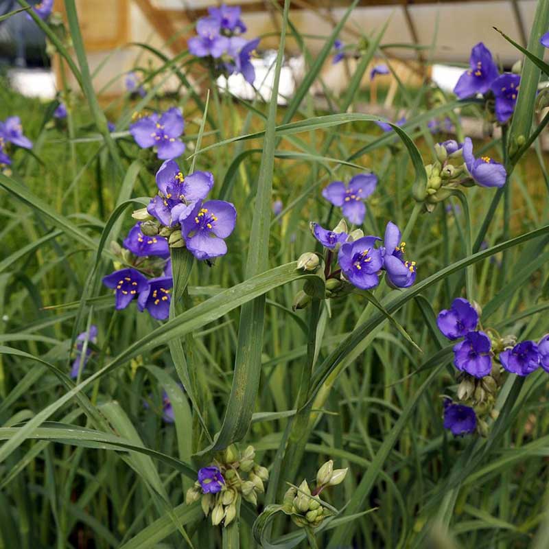 Spiderwort