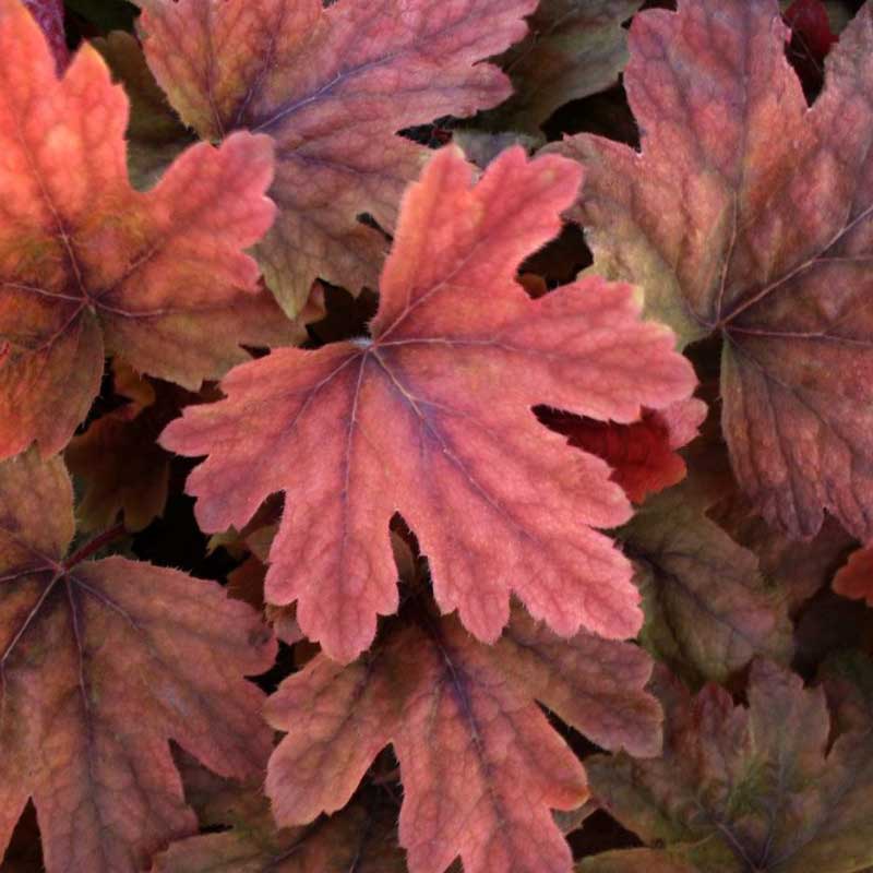 foamy bells - heucherella