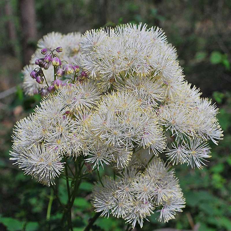 Meadow rue