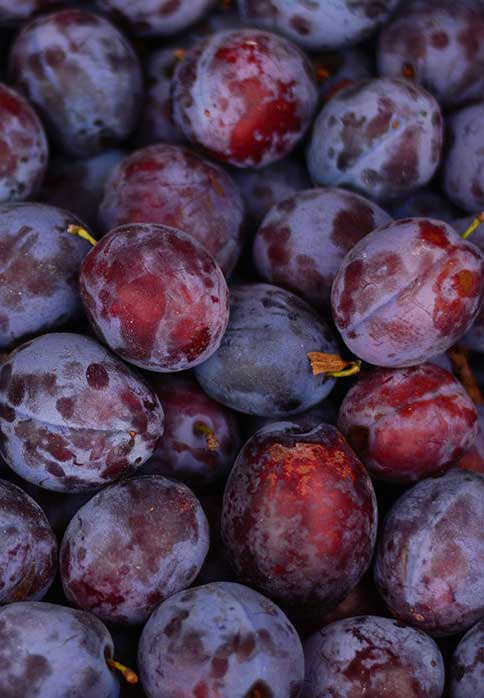 Toka hybrid plum trees