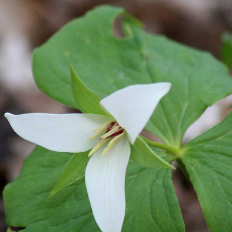 Trillium - wood lilly