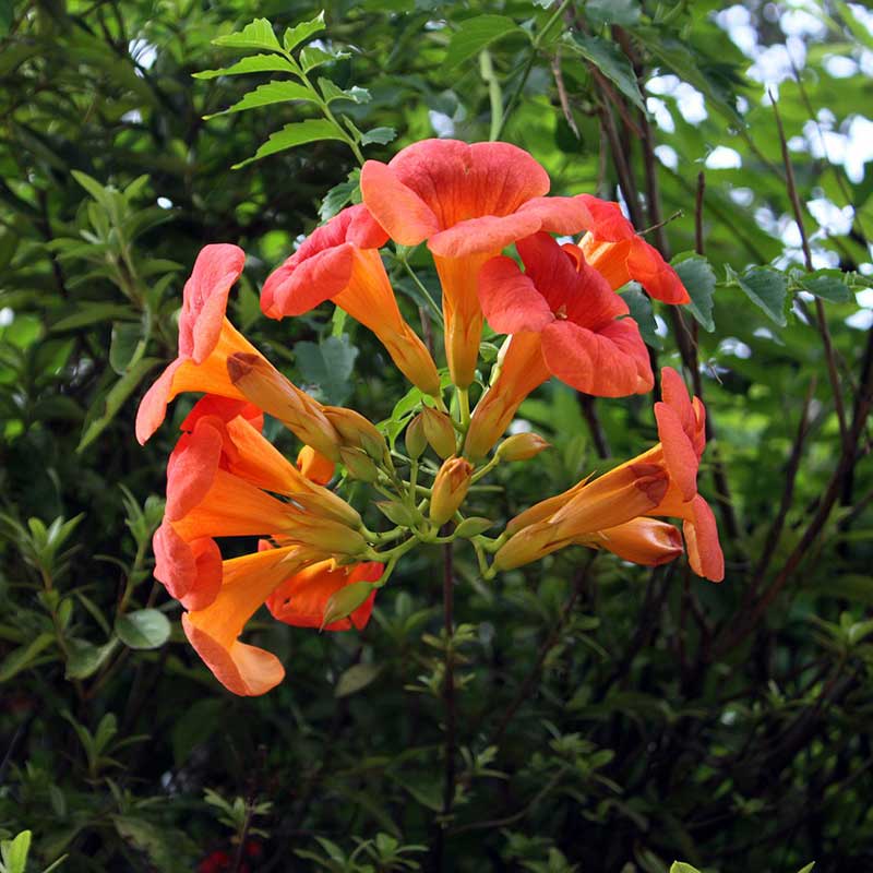 Trumpet Vine - Country Bumpkin Plant Nursery