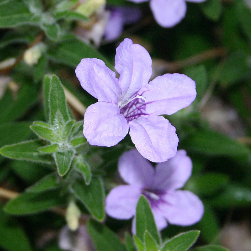 Wild petunia