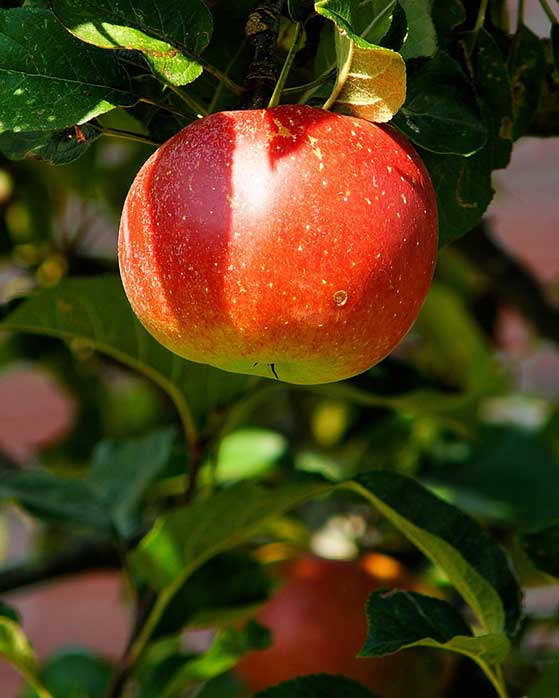 Malus, Fruiting Apple 'Cortland