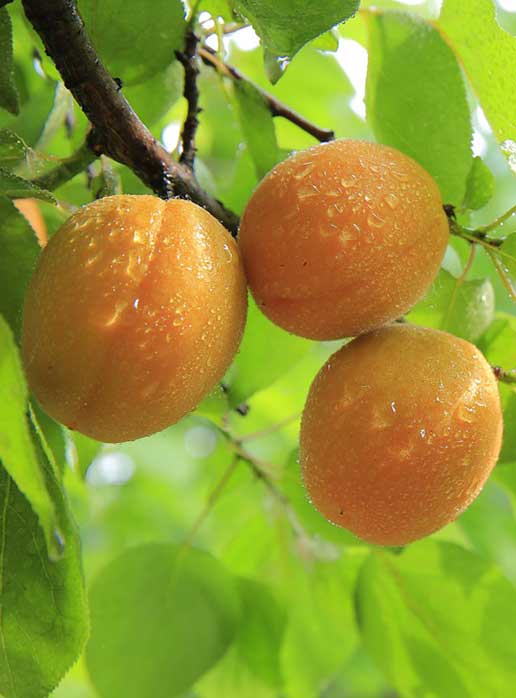 Tilton apricot trees