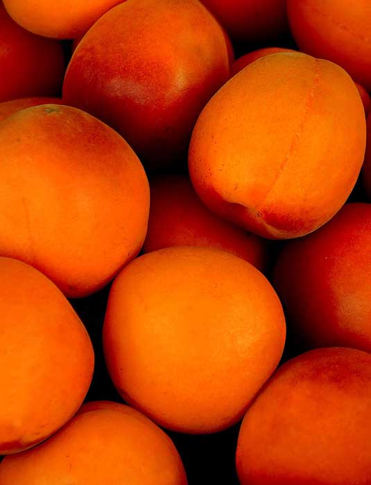 Apricot Wenatchee trees