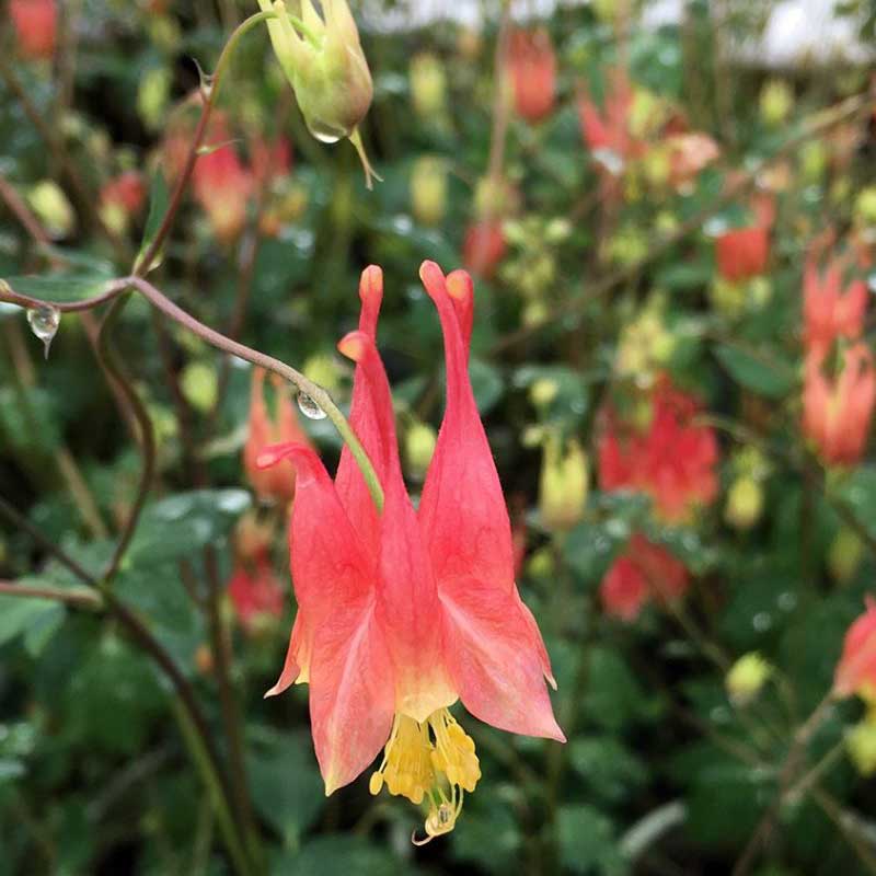 Columbine - aquilegia