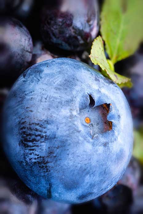 blueberry elliot