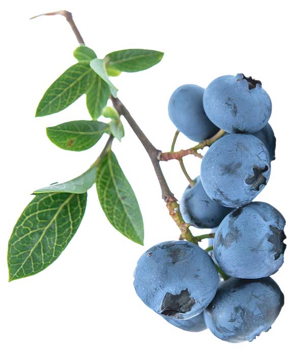 blueberry northland