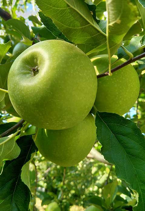 Granny Smith apple trees