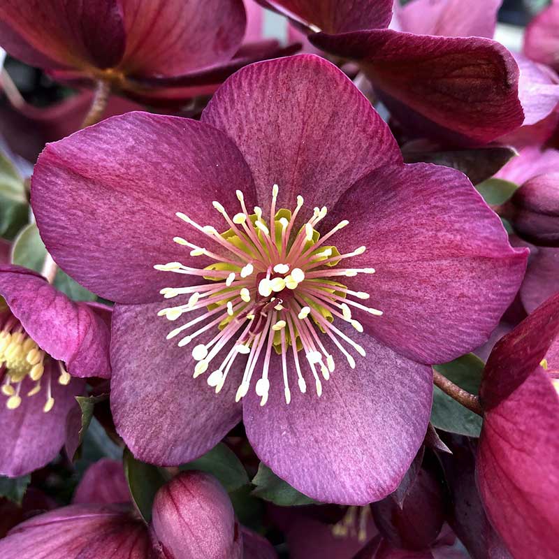 Lenten rose - Helleborus