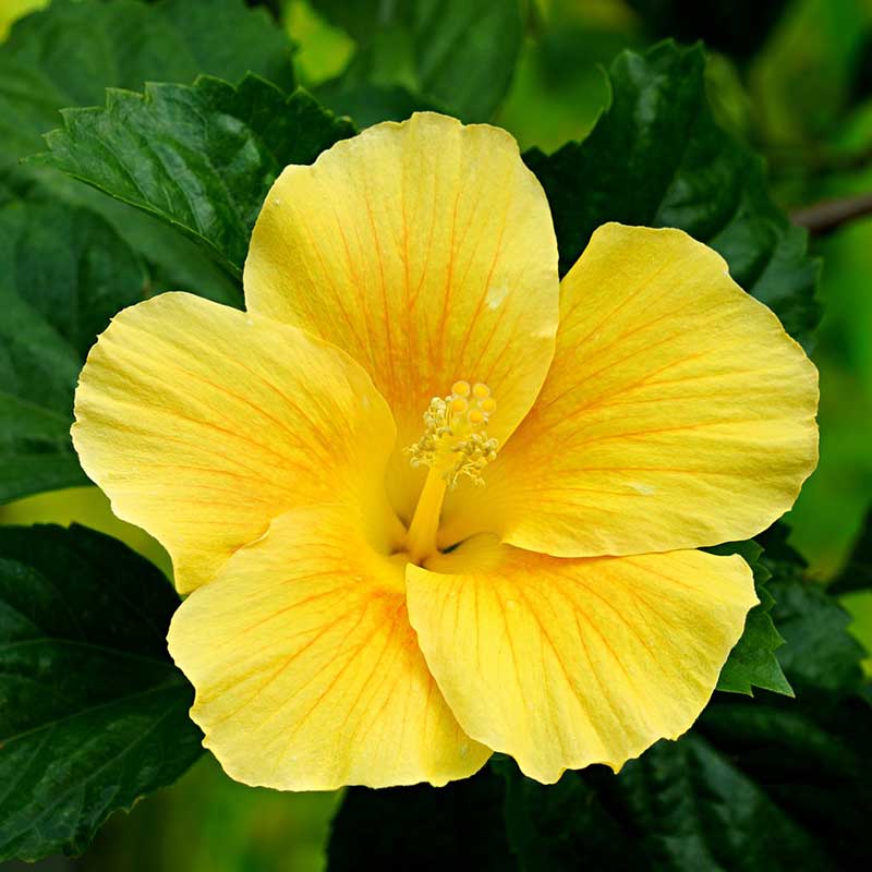 Hibiscus - Hardy hibiscus