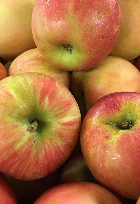 Malus domestica 'Honeycrisp' (Semi-Dwarf Apple)