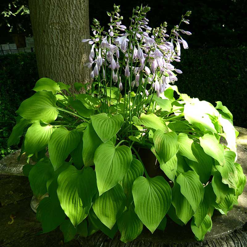 hosta - plantain lily
