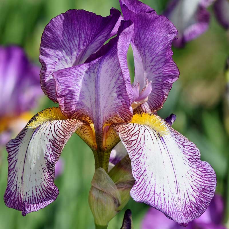 iris perennials