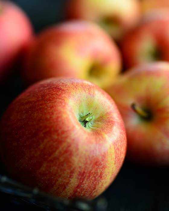 Malus domestica 'Gala' (Semi-Dwarf Apple)