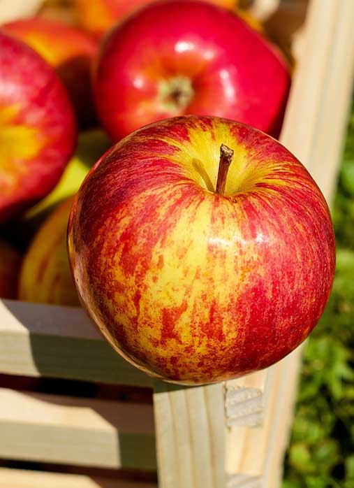 Malus domestica 'Gala' (Semi-Dwarf Apple)